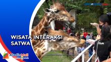 Wisata Memberi Makan Jerapah di Kebun Binatang Surabaya