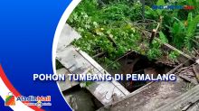 Kios Hancur Tertimpa Pohon Waru Tumbang di Pemalang