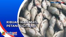 Ribuan Ikan di Waduk Kedung Ombo Boyolali Mati, Petani Gigit Jari