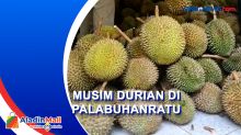 Musim Durian di Palabuhanratu, Tengkulak Raup Untung hingga Rp75 Juta