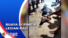 Penampakan Buaya yang Ditemukan di Pinggir Pantai Legian Bali