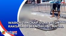 Mangsa Kambing, Ular Piton Sepanjang 8 Meter Ditangkap Warga di Mandailing Natal