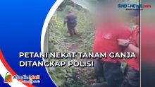 Polisi Tangkap Petani yang Nekat Tanam Ganja dengan Sistem Tumpang Sari di Lampung