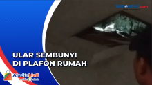 Ular Piton Sembunyi di Plafon Rumah Warga Tangerang, Begini Penampakannya