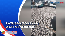 Petani Merugi Hingga Rp5 Miliar Usai Ratusan Ton Ikan di Danau Ranau Mati Mendadak
