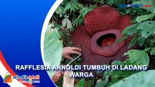 Warga Heboh, Bunga Rafflesia Arnoldi Tumbuh di Agam