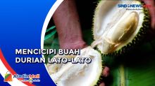 Memiliki Daging Buah Tebal dan Manis, Inilah Durian Lato-Lato di Lumajang