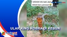 Penemuan Ular King Kobra di Kebun, Dikira Batang Kayu