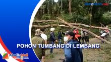Dua Pohon Tumbang di Lembang, Timpa Pengendara Motor hingga Tewas