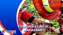 Evakuasi Ular Piton Dua Meter di Makassar Berjalan Dramatis