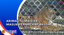 Serang Warga di Pegunungan Simpali, Harimau Sumatera Ditangkap BKSDA