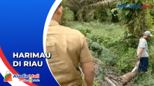 Dua Ekor Sapi Milik Warga di Riau Dimakan Harimau Sumatera