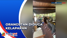 Syuting Video Klip, Kelompok Band Dikejar Orangutan di Kumai