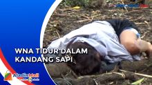 Diduga Mabuk Berat, Wanita WNA Rusia Tertidur Pulas dalam Kandang Sapi Warga di Bali