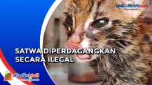 Hendak Diperdagangkan Secara Ilegal, Polisi Amankan Kucing Hutan dan Musang