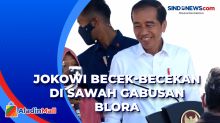 Jokowi Becek-Becekan di Sawah Gabusan Blora