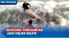 Heboh! Dugong Mati Terdampar di Pesisir Pantai Pasar Minggu Passo Ambon