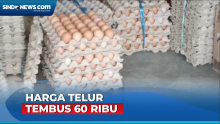 Harga Telur Ayam di Luwu Utara Tembus Rp60 Ribu