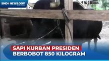 Ini Dia Markoseng Sapi Kurban Presiden Jokowi Berbobot 850 Kilogram di Konawe Selatan