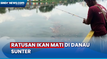 Viral, Ratusan Ikan Mujair Mati Mendadak di Danau Sunter