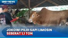 Jokowi Pilih Sapi Limosin 1,1 Ton untuk Kurban di Bangka Belitung