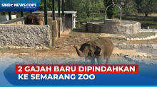 Sepasang Gajah dari TWC Borobudur Dipindahkan ke Semarang Zoo