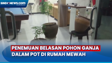 Ganja Ditanam dalam Pot Ditemukan dalam Penggerebekan Rumah Mewah di Gowa