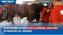 Sapi Kurban Presiden Jokowi Disembelih di Masjid Al Akbar Surabaya Oleh Tenaga Ahli Juleha