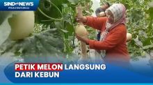 Rekomendasi Wisata, Petik Melon Langsung dari Kebun di Tegal