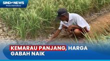 Kemarau Akibat El-Nino, Petani Padi di Bekasi Naikkan Harga Gabah