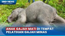Anak Gajah Ditemukan Mati di Tempat Pelatihan Gajah Minas Riau