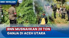 BNN Temukan 4,5 Hektare Ladang Ganja di Aceh Utara Berkedok Perkebunan Warga