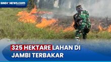 Total Lahan 325 Hektare Terbakar di Jambi, Penyebab Kebakaran karena Ulah Masyarakat