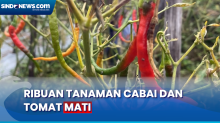 Dampak Kekeringan, Ribuan Tanaman Cabai dan Tomat Mati di Banjarnegara