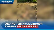 Gigit 23 Orang Warga, Anjing Diduga Rabies  Ditangkap dan Dibunuh di Kota Padang