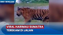 Viral Harimau Sumatra Berkeliaran di Jalan Raya Aceh