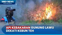 Api Dekati Perkebunan Teh Akibat Kebakaran Hutan Gunung Lawu