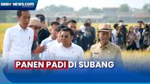 Panen Padi di Subang, Jokowi Senang Produksi Capai 9 Ton per Hektare