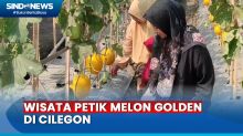 Petani Cilegon Kompak Sulap Sawah Jadi Destinasi Wisata Petik Melon Golden