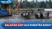 Pacu Jawi, Tradisi Balap Sapi dari Tanah Minang