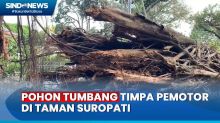 Angin Kencang, Pohon Beringin Raksasa Berusia Ratusan Tahun di Taman Suropati Tumbang
