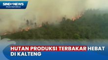 Kemarau! Puluhan Hektare Hutan Produksi di Kalteng Terbakar Hebat, Petugas Kewalahan