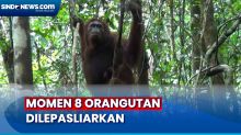 8 Orangutan Dilepasliarkan Usai 1O Tahun Jalani Rehabilitasi di Nyaru Menteng