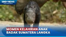 Anak Badak Sumatera Langka Kembali Lahir di Taman Nasional Way Kambas