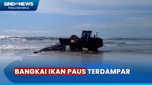 Bangkai Ikan Paus Berukuran Raksasa Terdampar di Pantai Double Six Bali