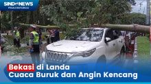Angin Kencang Landa Bekasi, Pohon Besar Tumbang Timpa 1 Unit Mobil