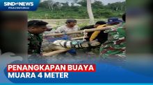 Geger Warga di Kabupaten Bombana Tangkap Buaya Muara Sepanjang 4 Meter
