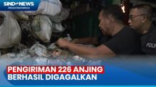 Pengiriman 226 Ekor Anjing ke Solo Berhasil Digagalkan Polrestabes Semarang