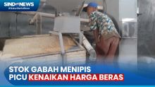 Stok Gabah Menipis Akibat Musim Tanam Terkendala Cuaca di Tulang Bawang Lampung