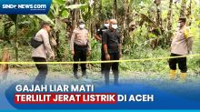 Polisi Olah TKP Usai Gajah Liar Mati Terlilit Jerat Listrik di Aceh